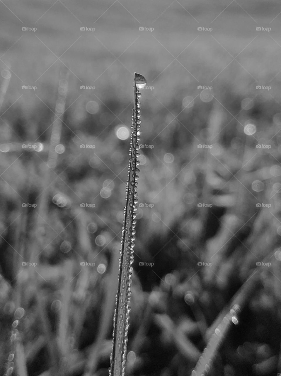 grass covered with raindrops