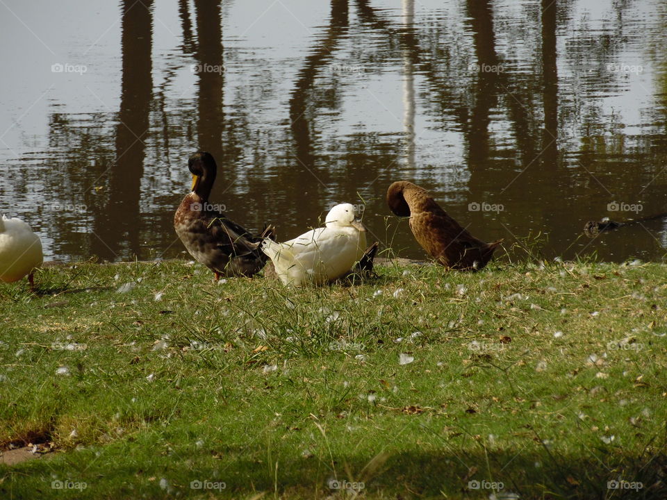 bath time ⌚. This is a picture of some birds that I saw while out enjoying my Saturday morning.. 👣 🚶 🏃 🔥 💨