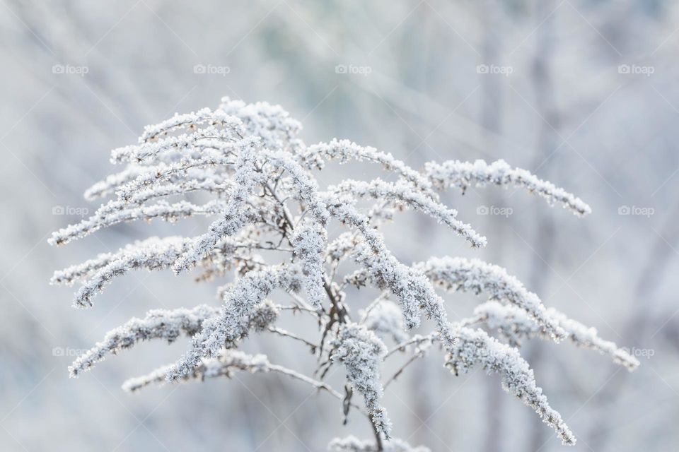 Closeup of plant in the nature covered with beautiful white frost ice crystals on a cold day 