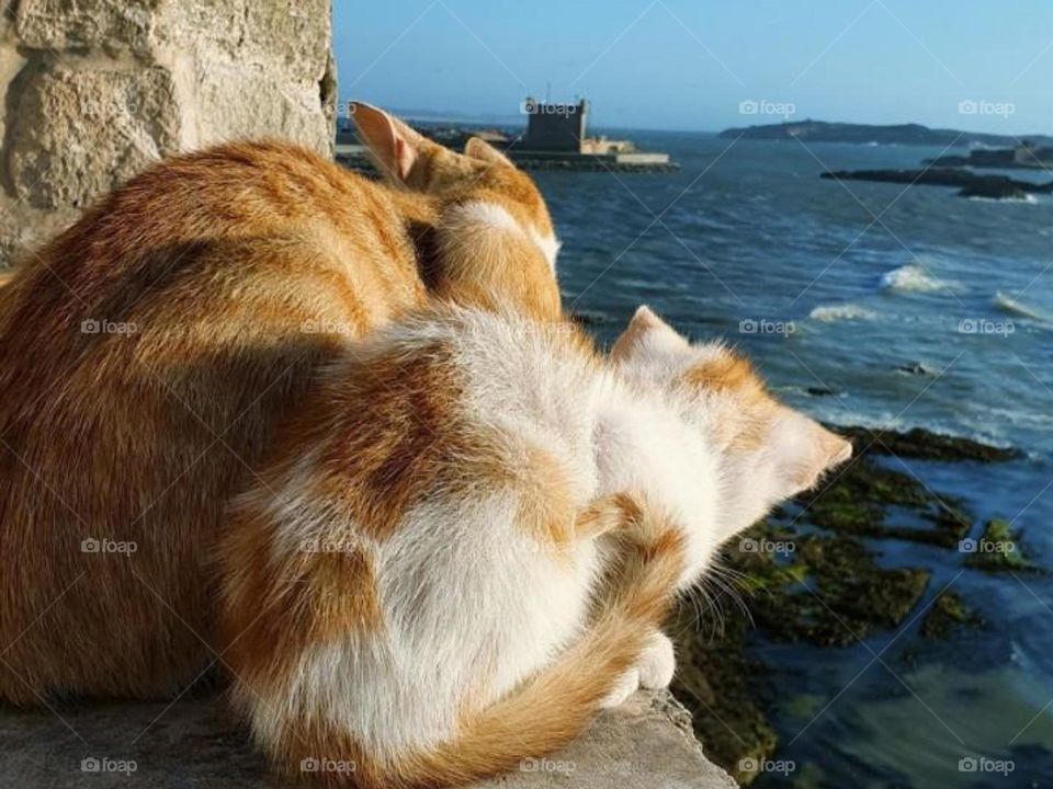 View from Morocco Essaouira