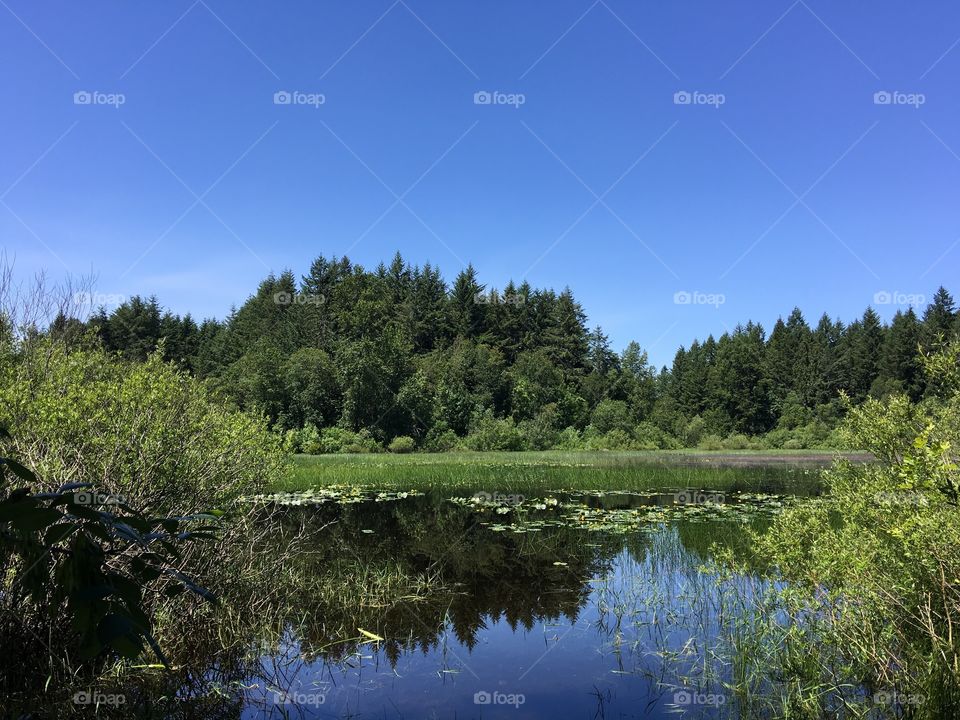 Grassy Lake in the forest in the Pacific Northwest summer time with lily pads. 