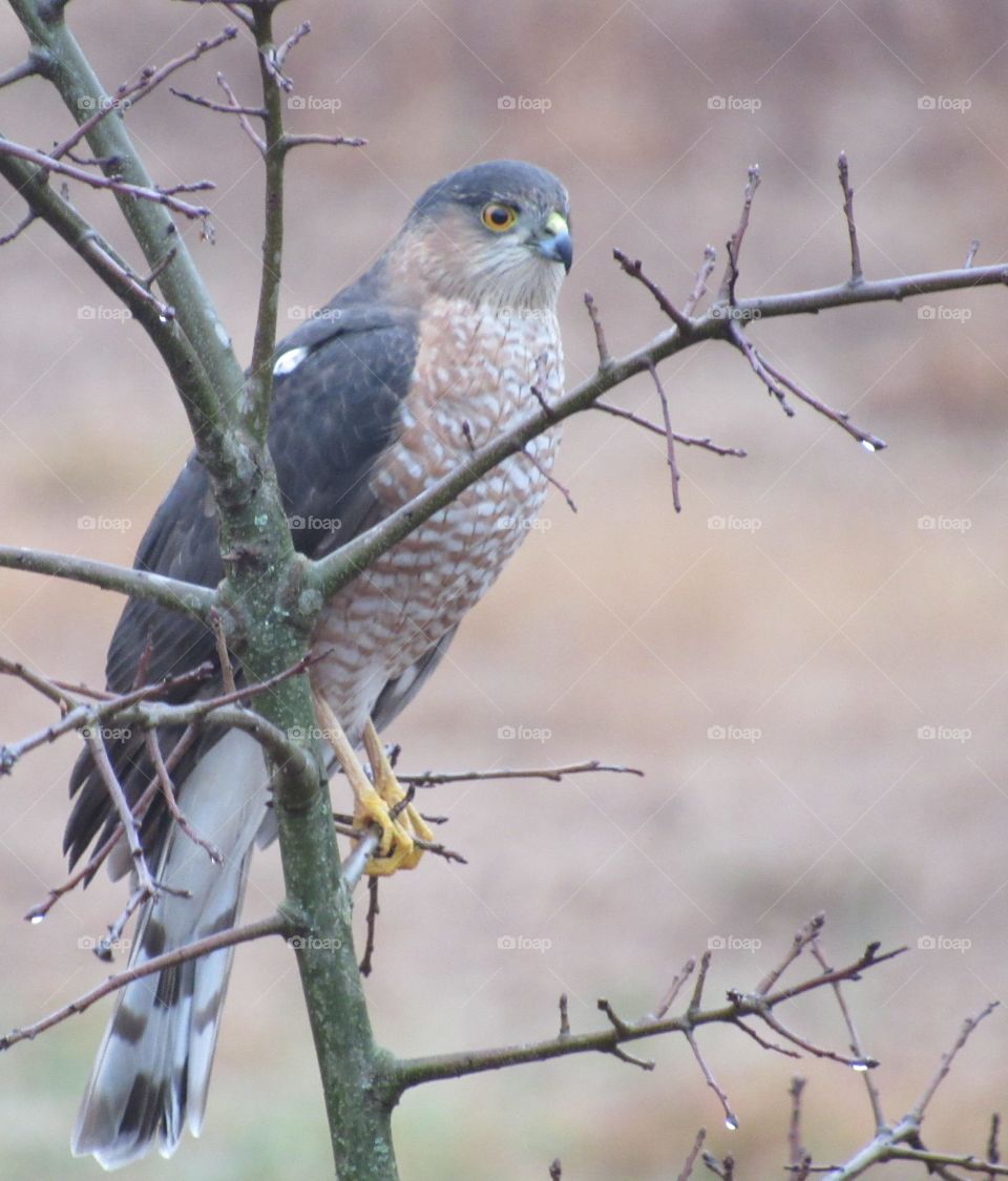 Sharp shinned hawk hunting from a small Oak tree right after the rain