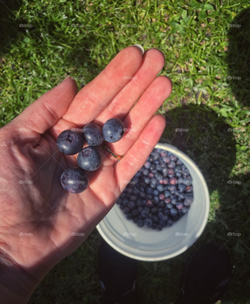 A day on the farm. Picking handfuls of blueberries at a time. 