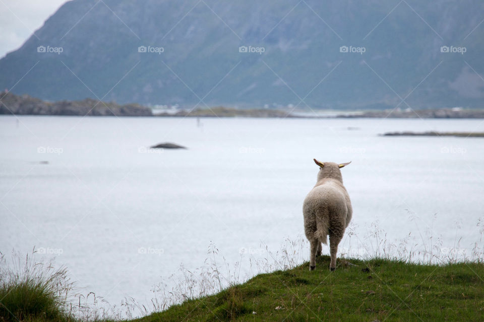 Sheep in lofoten 