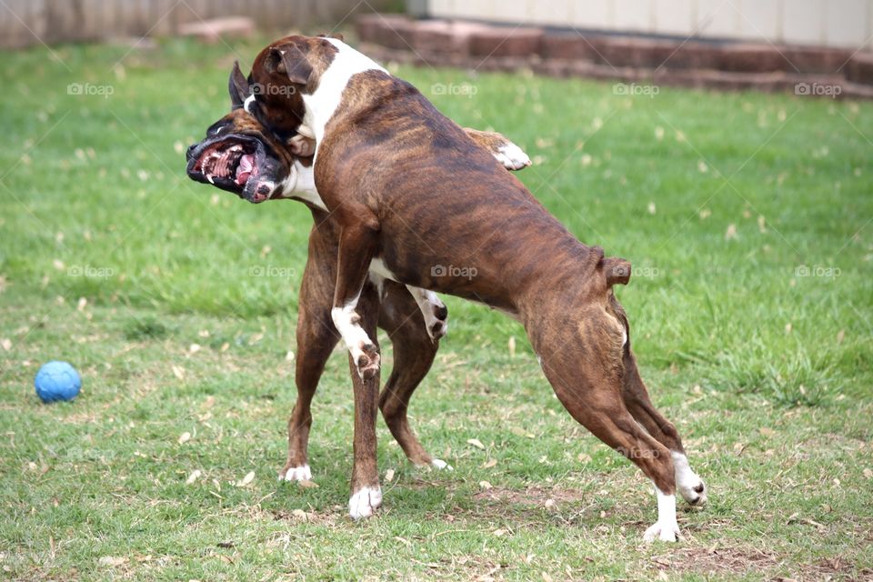 Boxers playing 