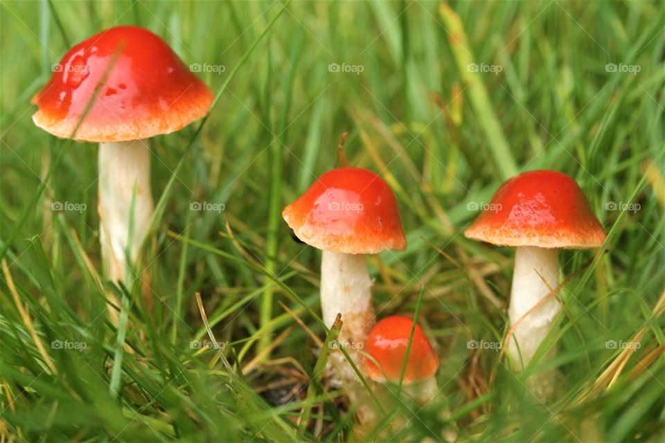 mushrooms