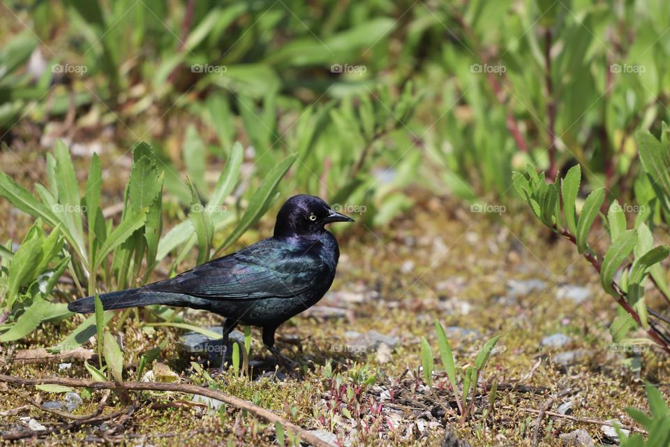 colourful bird walking on the ground 