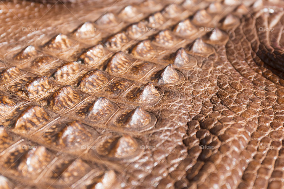 Close up of American alligator skin dyed leather 