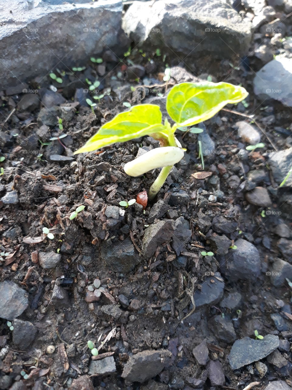Beans are the easiest to grow, two young leaves in 5 days. They grow well in any soil.