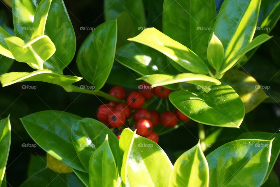 Hidden berries. Holly bush