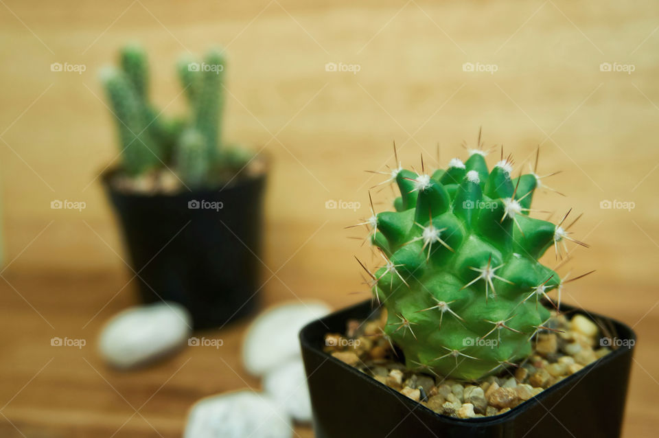 Cactus in pot on wooden background 