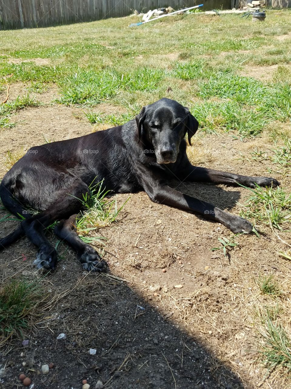 my beautiful dog, black Labrador