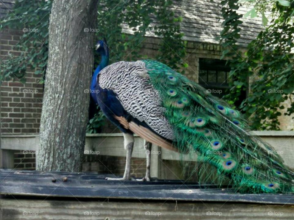 I'm a peacock