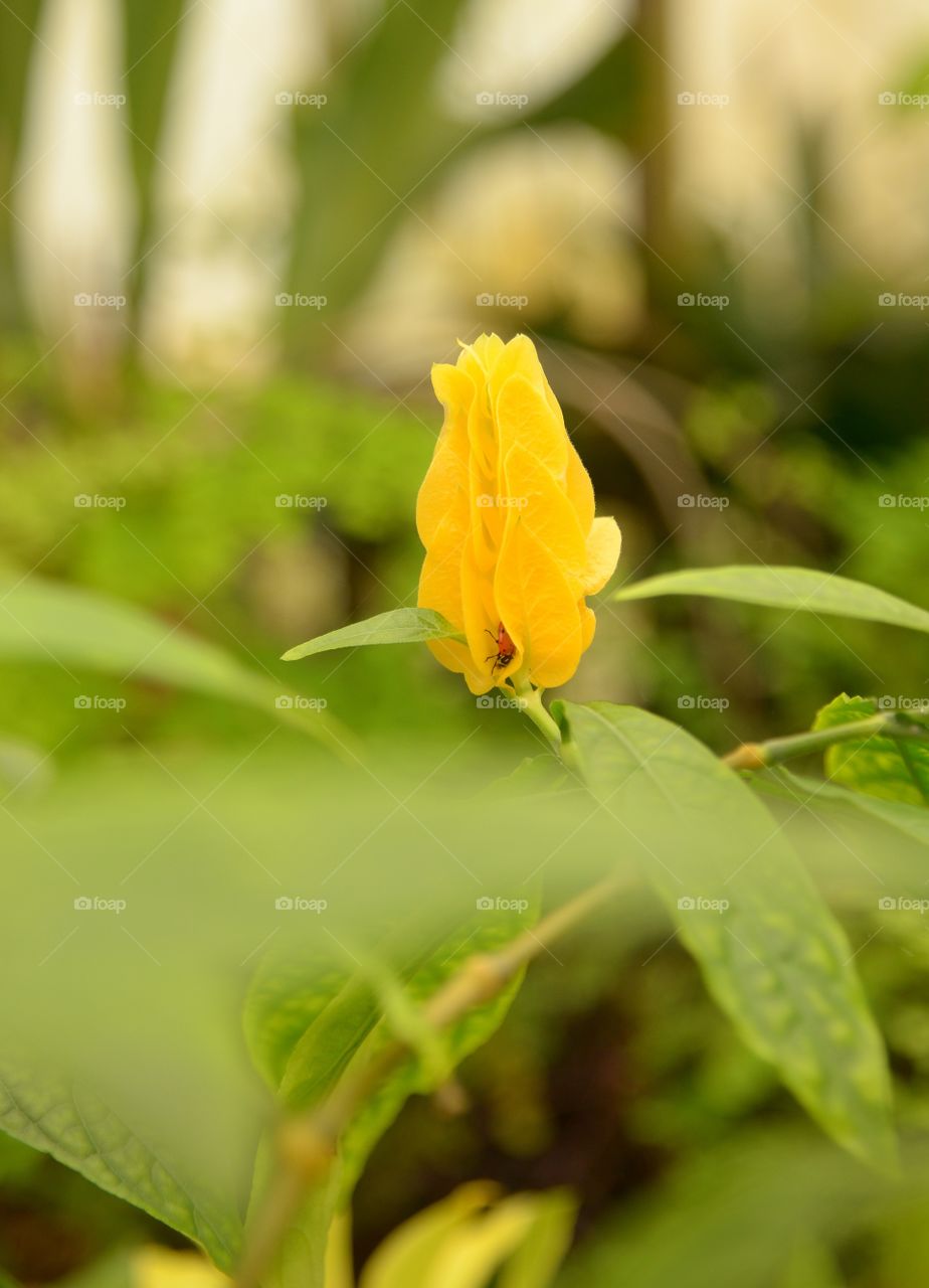 Ladybug in a flower. 