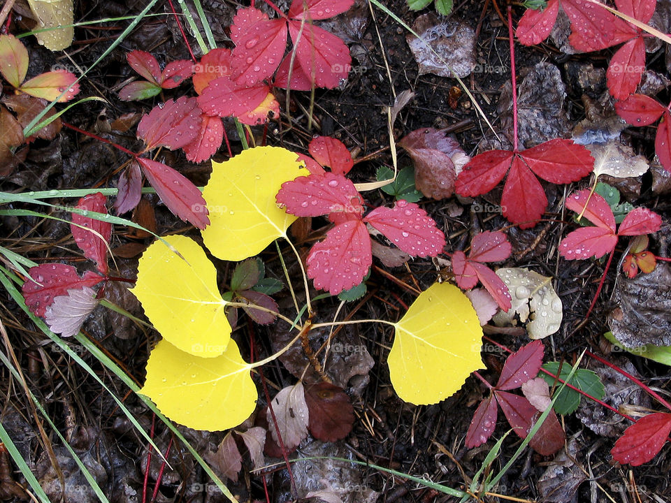 Red and yellow fall leaves on the ground