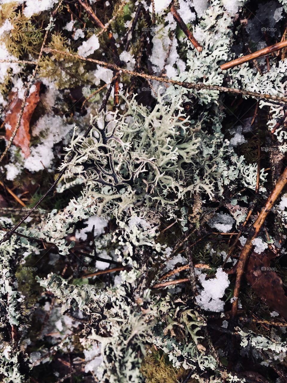 Forest moss in winter