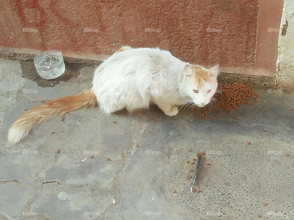 Beautiful cat looking at my camera