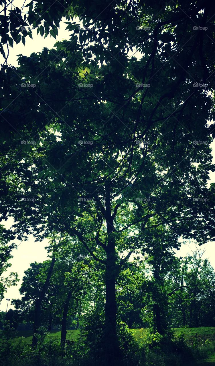 Under the shade of a tall tree