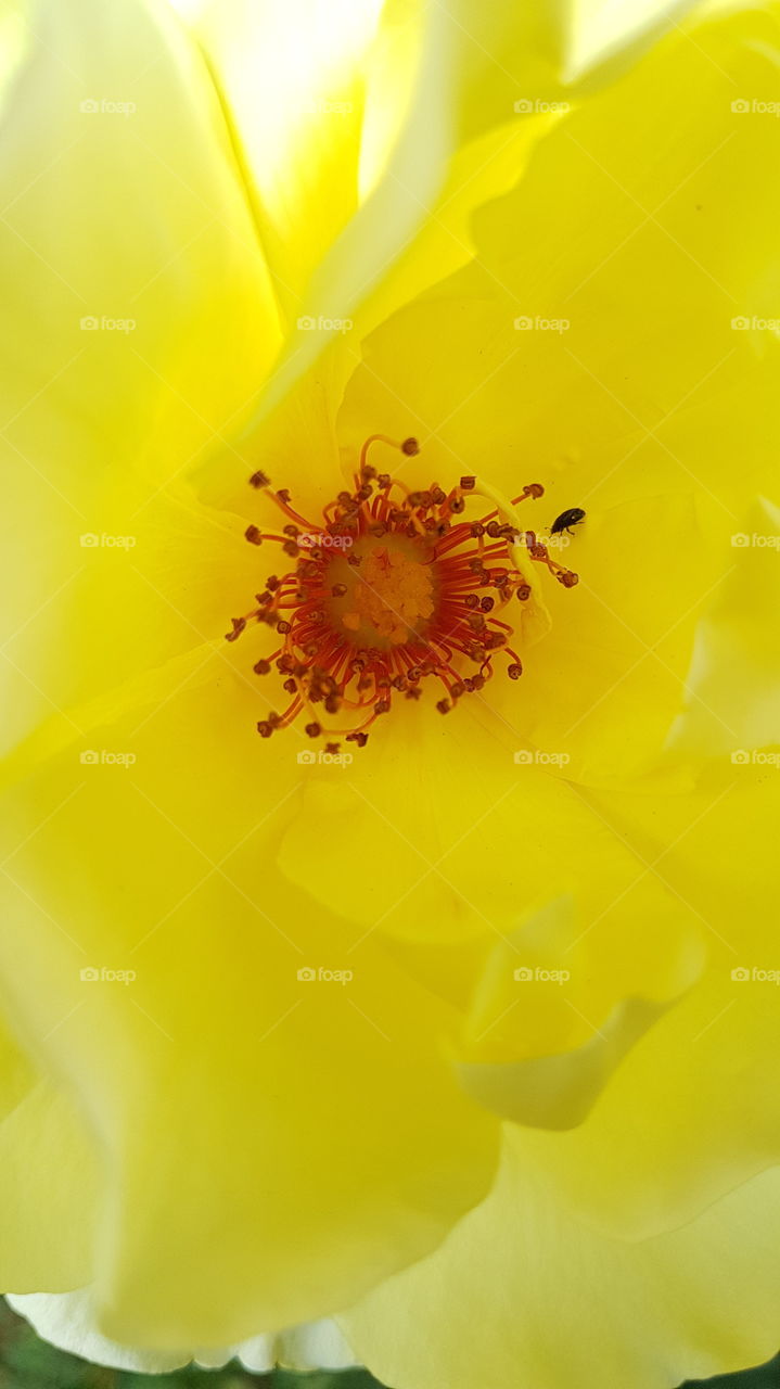 yellow rose's center with a bug