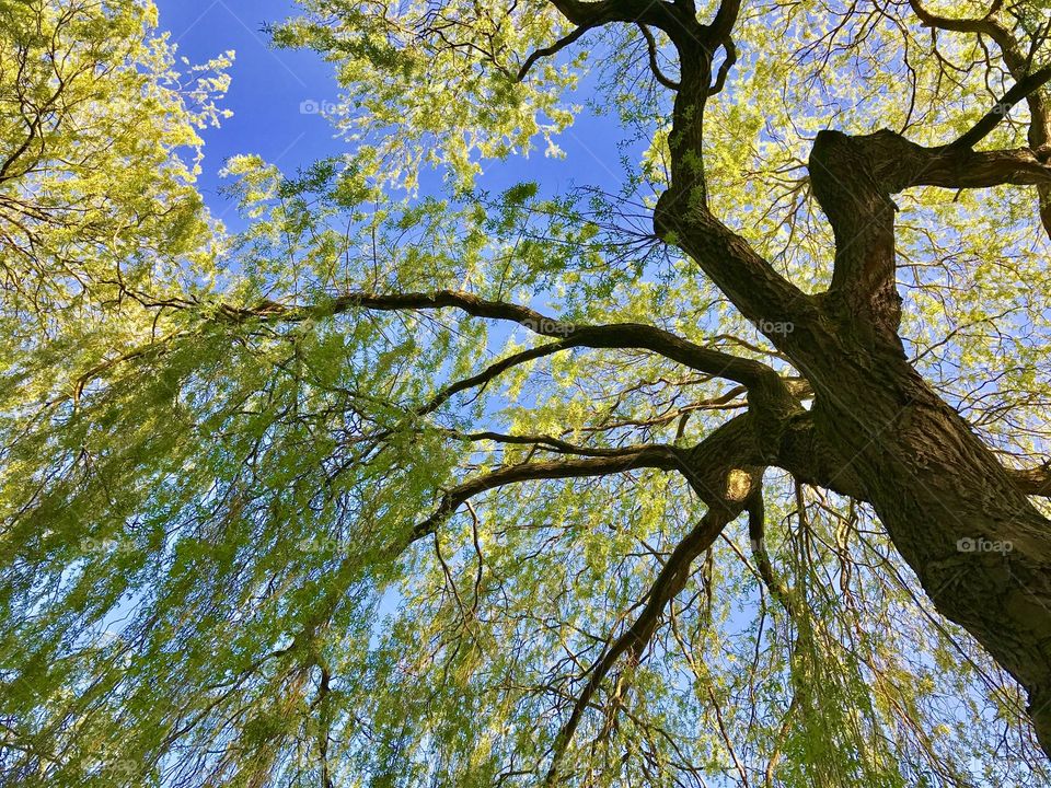Under the tree is where I want to be. 