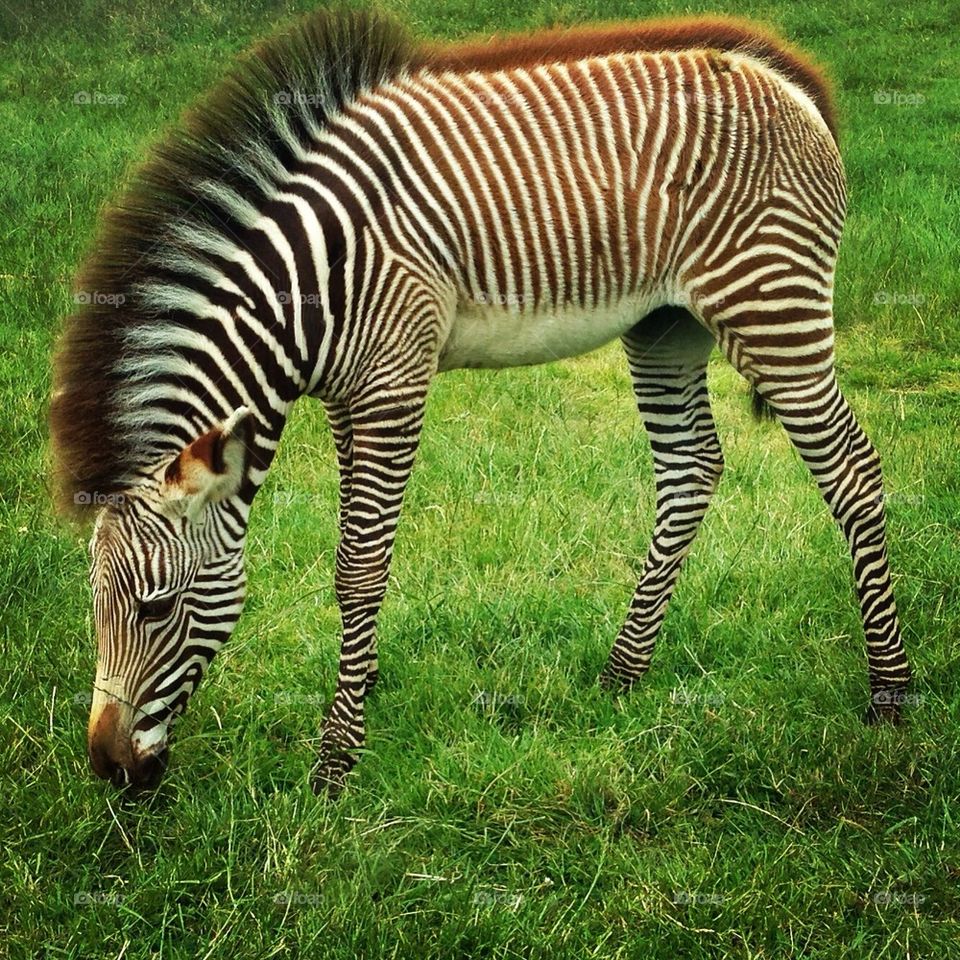 united kingdom zoo zebra foal by hannahdagogo