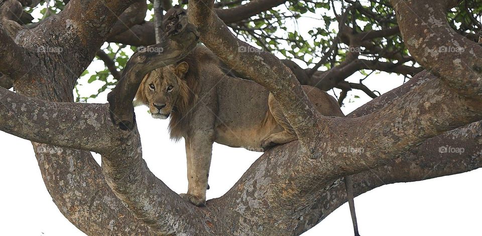 Loin waiting to prey on its prey