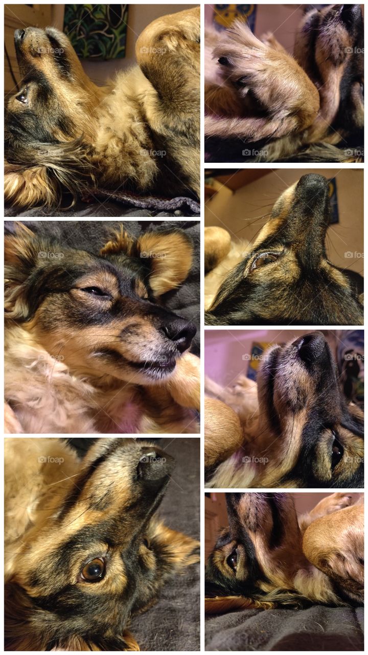 portraits of our dachshund-mix