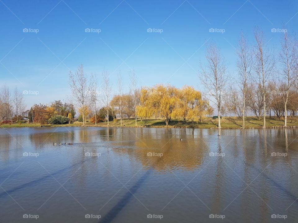 Tree, Fall, Landscape, Reflection, Lake