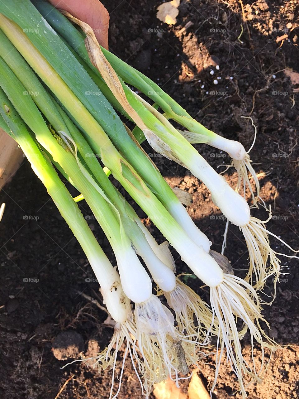 Freshly picked shallots 