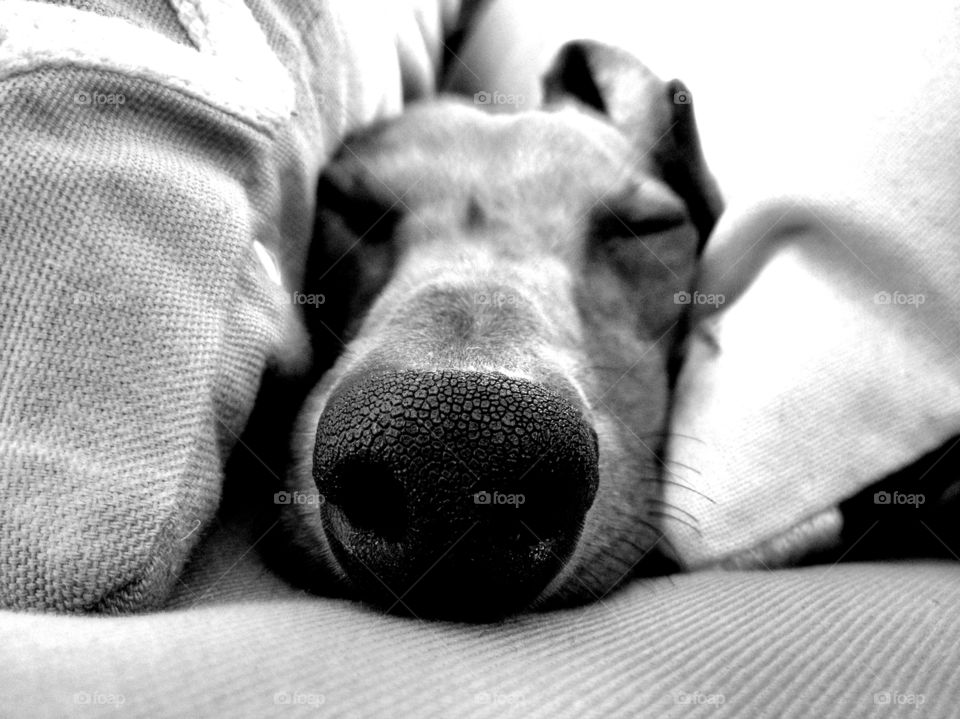 A miniature dachshund napping with the tip of his snout emphasized in