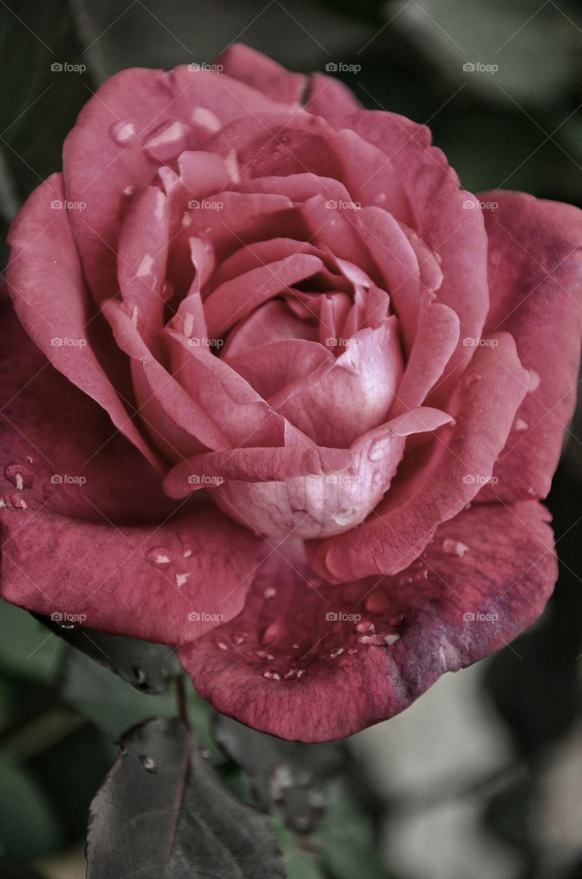a 'wild' rose
