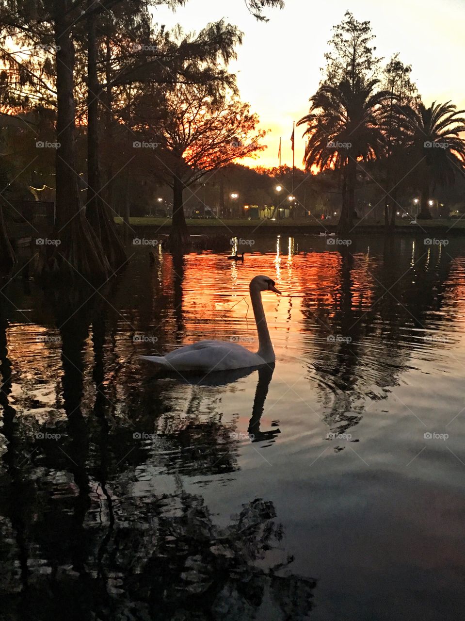 Swan sunrise
