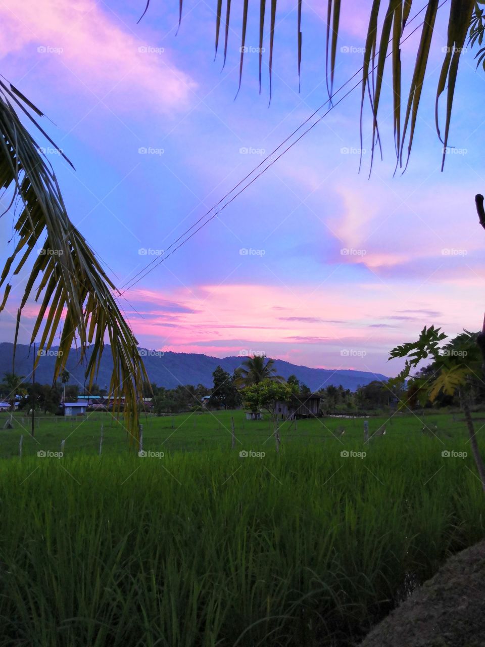 paddy field in borneo sabah. look how amazing is the sky. beautiful country.