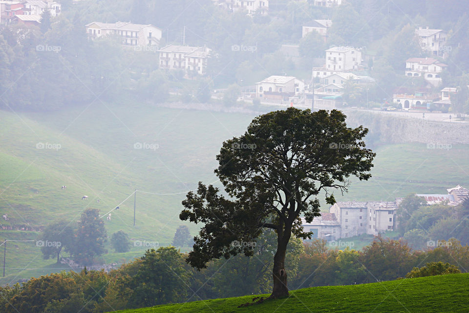Tree in countryside