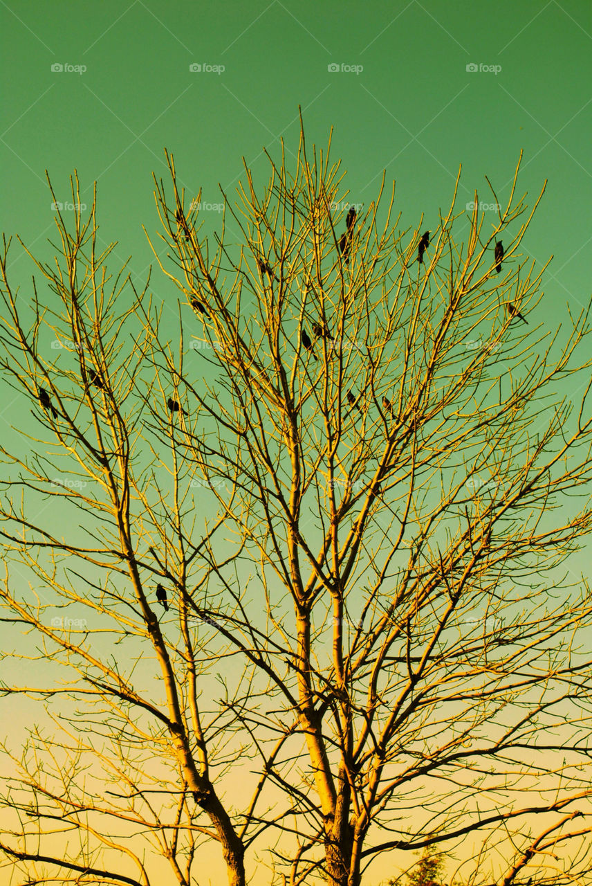 sky morning tree birds by evelia
