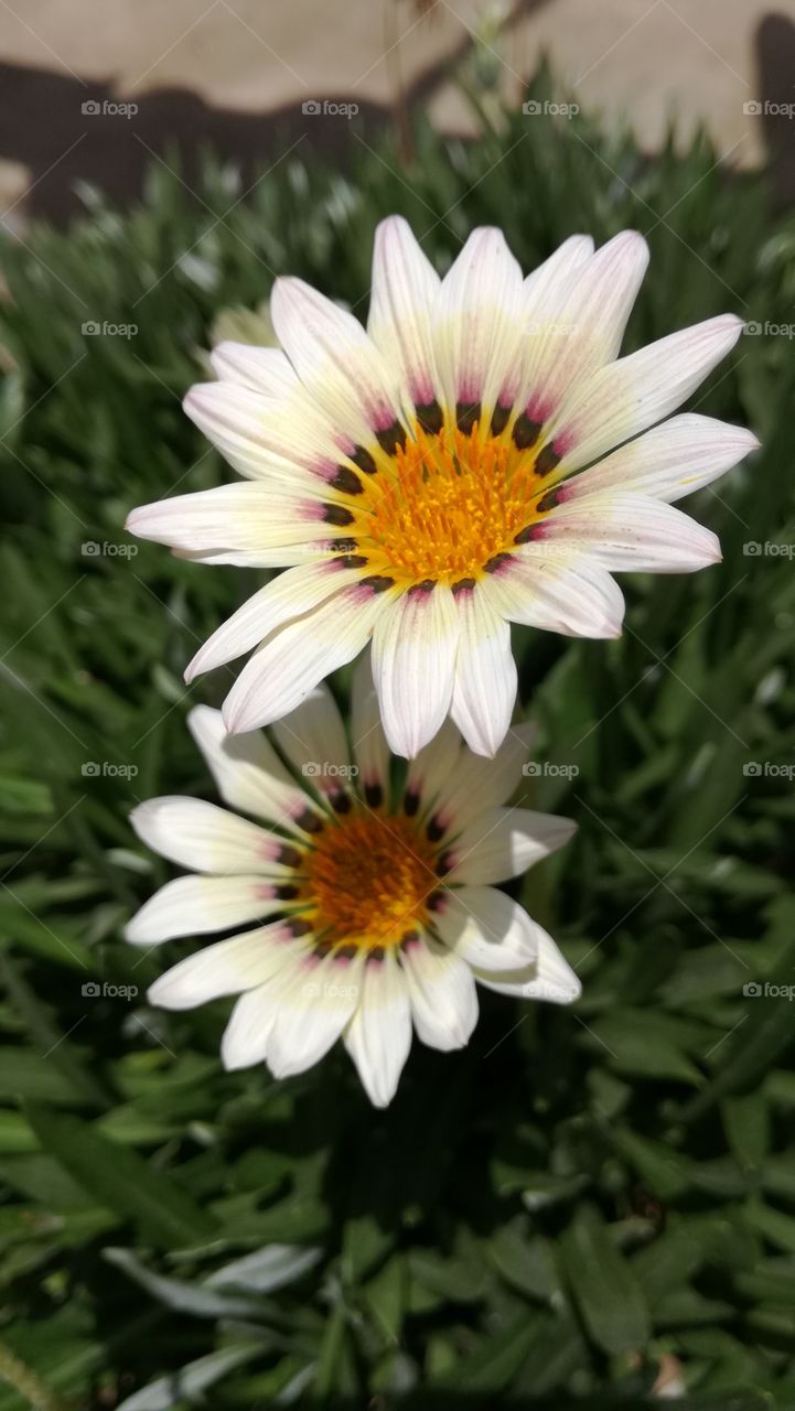 morning flowers