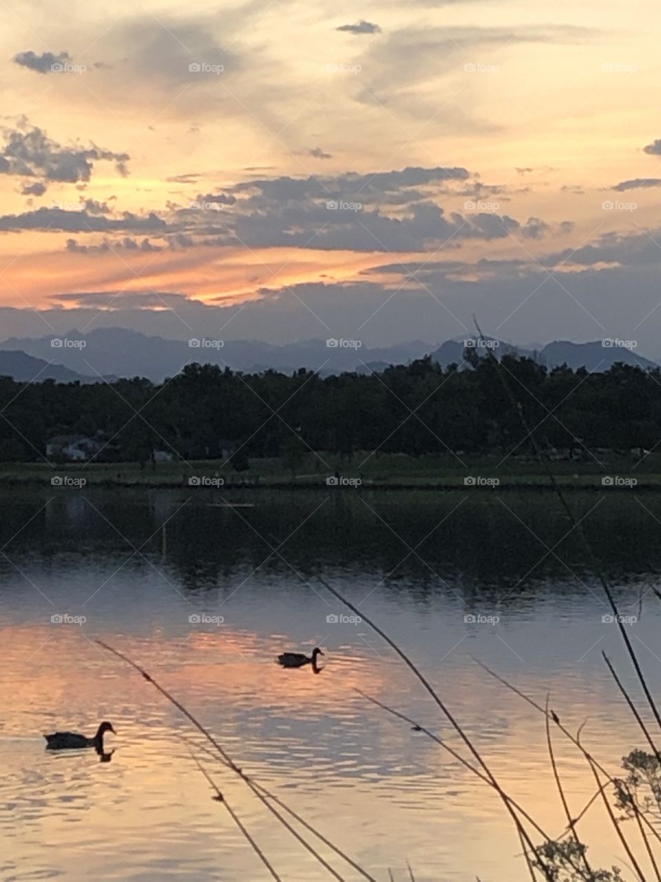 Ducks swimming in Lake at sunset 