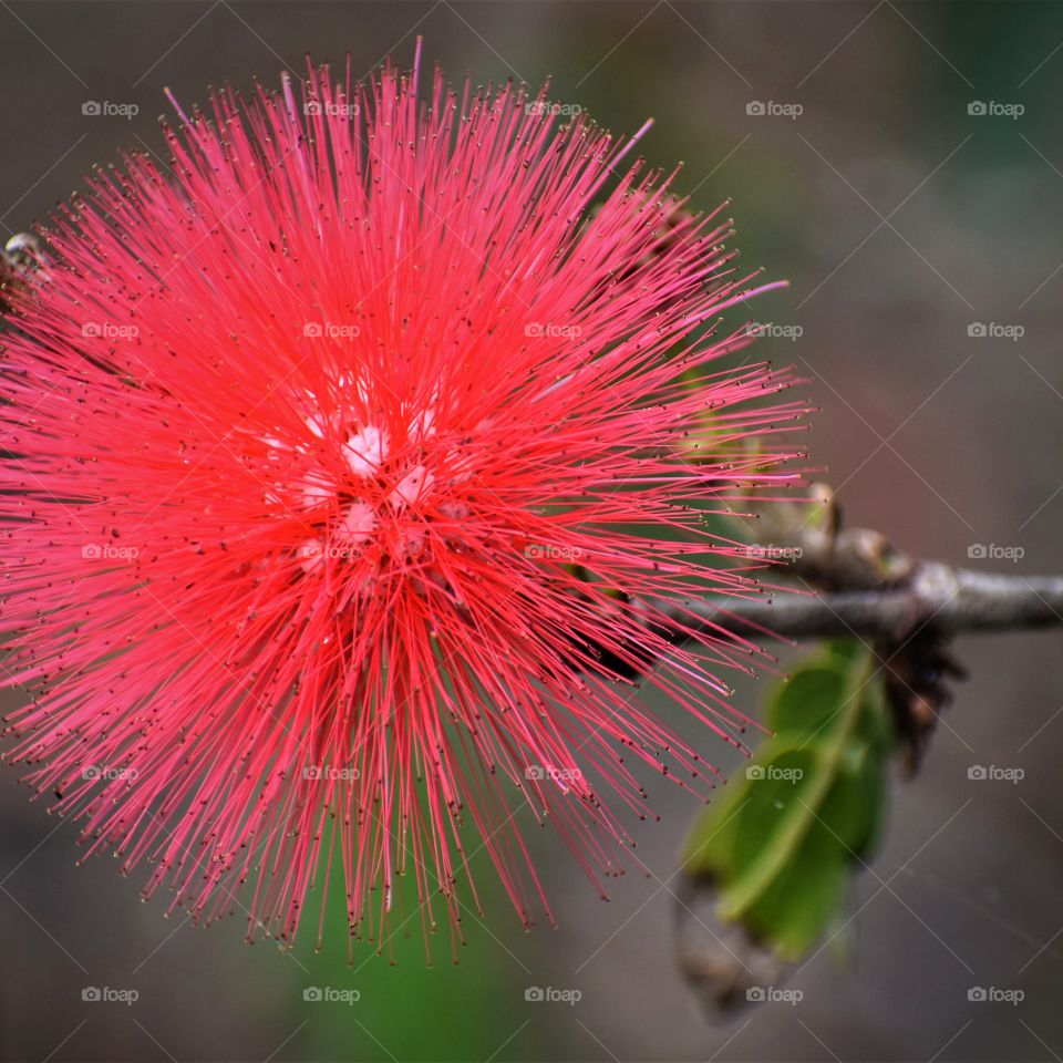 Vibrant Calliandra red puff flower