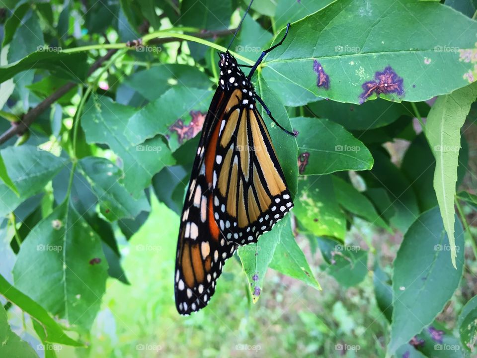 Monarch butterfly with left wing broken but still flying strong 