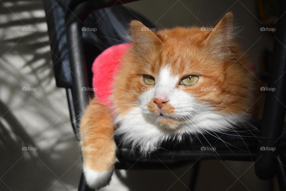 cat in pink vest resting home in sunlight