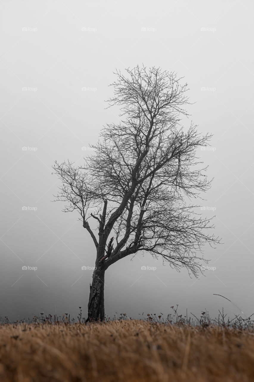 Lone tree on the hill during foggy weather