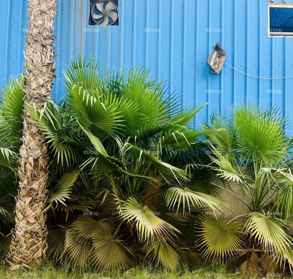 Palm trees blue building 