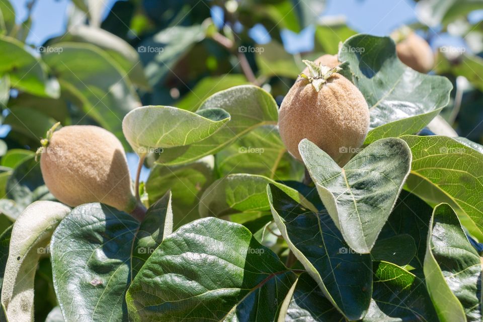 Quince fruits and foliage