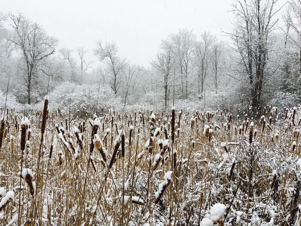 Snow covered with trees