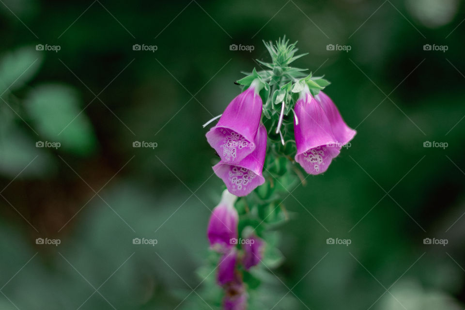 foxglove