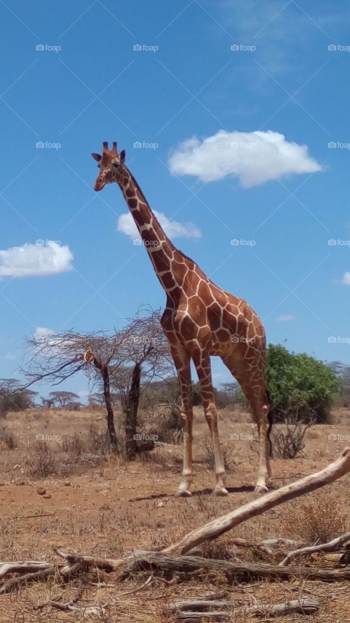 giraffe elegant