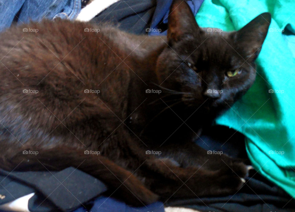 Beautiful black cat. Up close