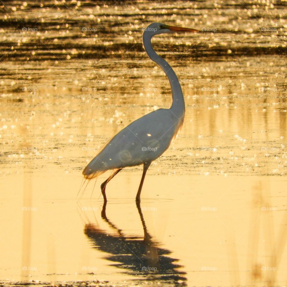 Midsummer Egret