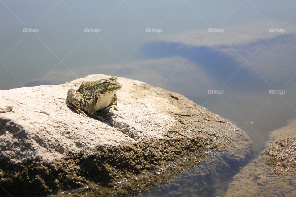 Frog