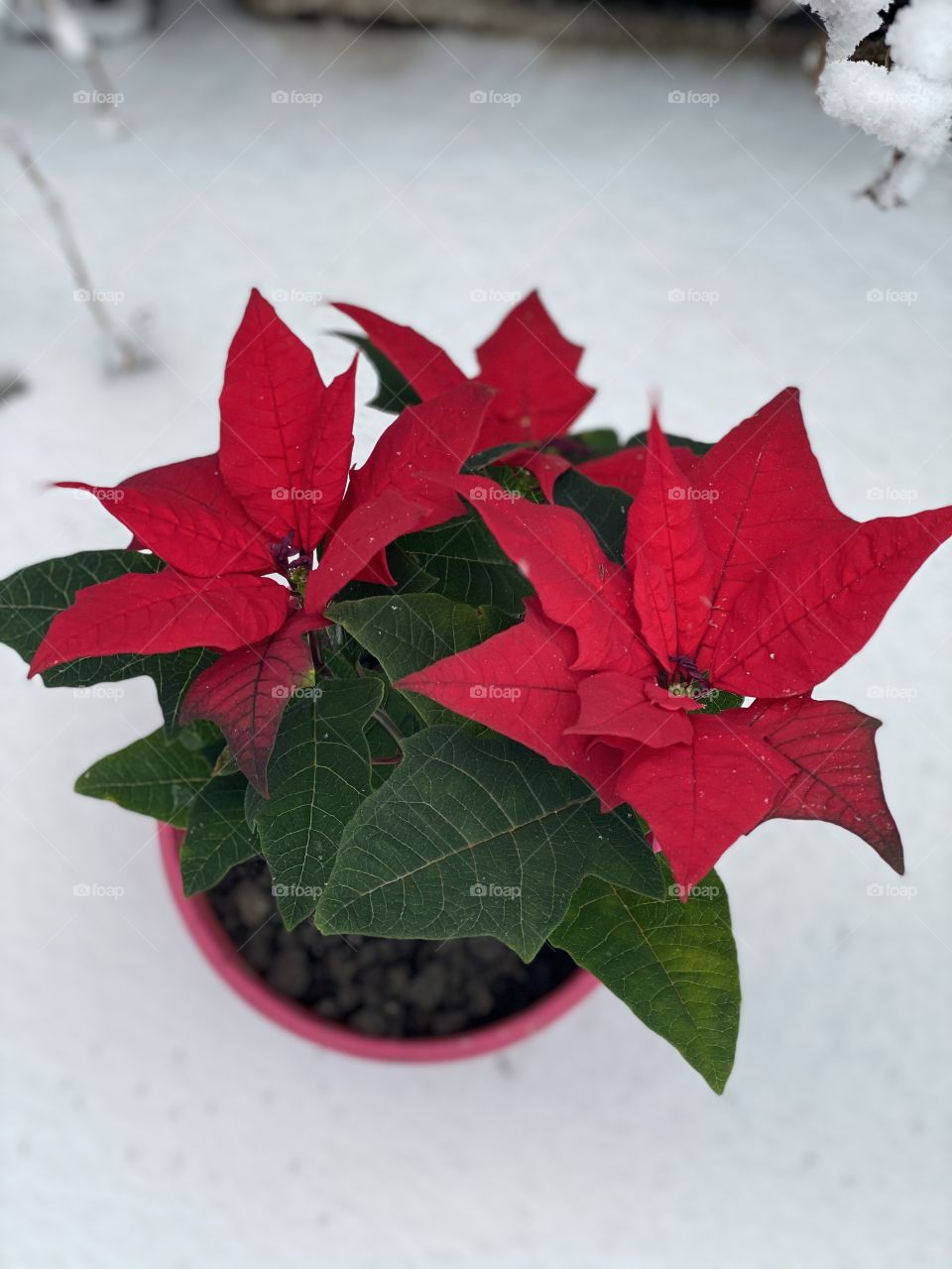 White and red... ıt is a beautiful composition